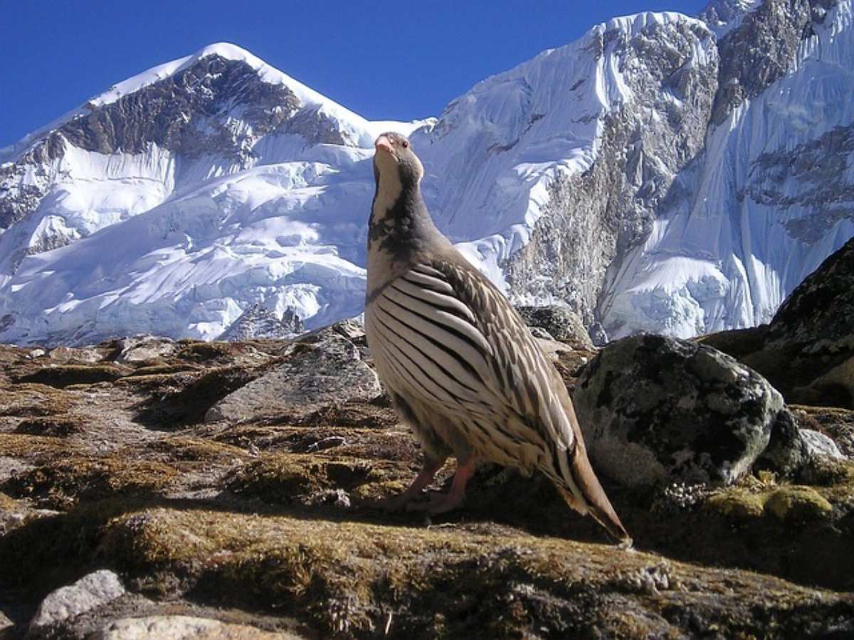 Whispers of the Himalayas: Journeys That Touch the Soul